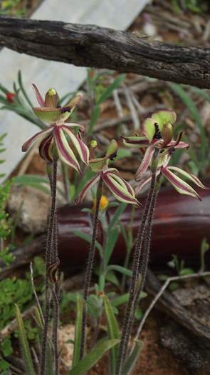 Caladenia cristata - Crested Spider Orchid-4-Sep-2018p0005.JPG